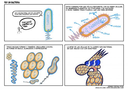 Célula procariota, soy una bacteria