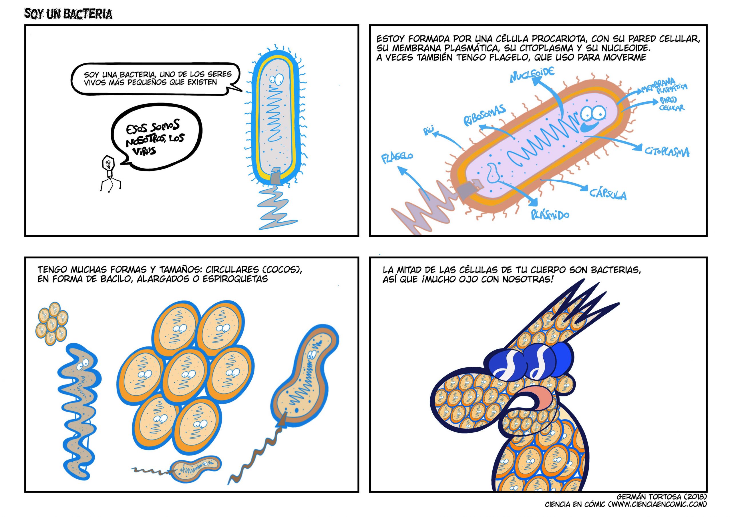 Célula procariota, ¡soy una bacteria!