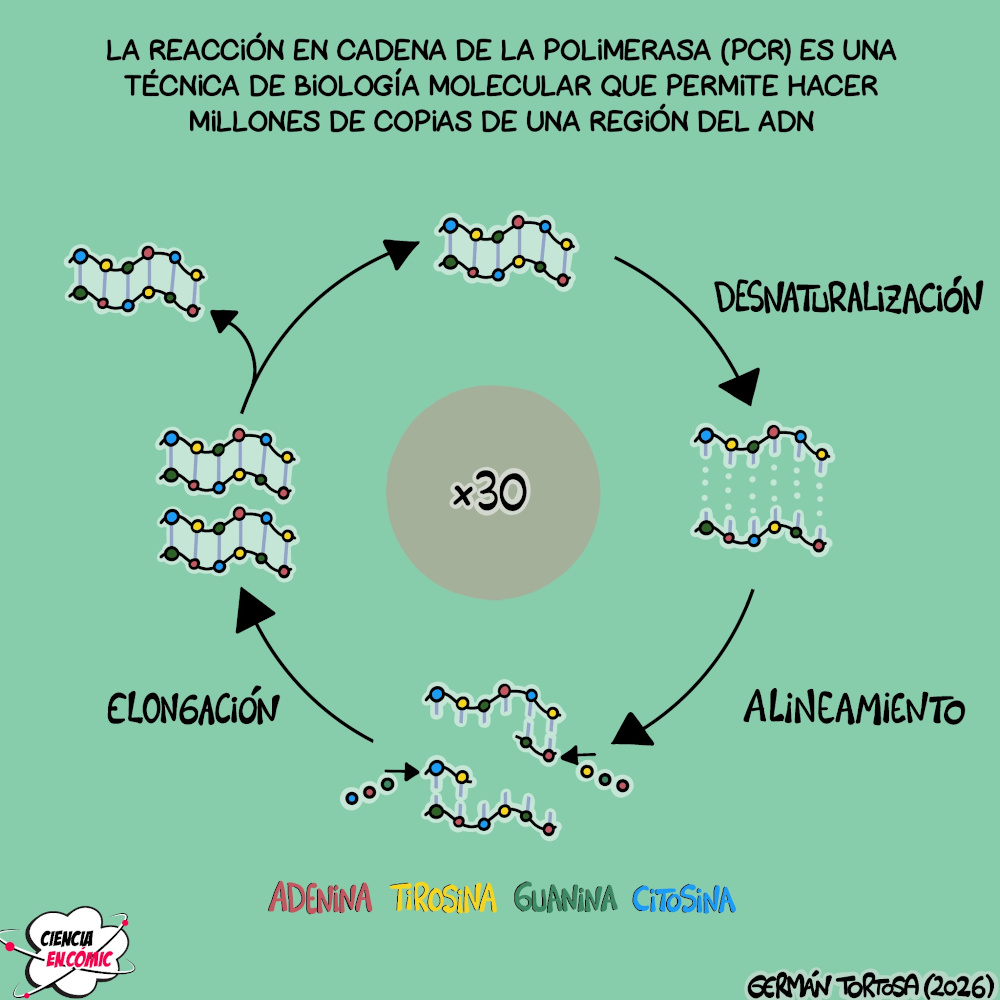 Esquema de la PCR